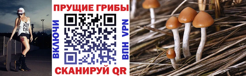 купить   Лукоянов  Галлюциногенные грибы GOLDEN TEACHER 